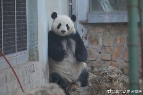 大熊猫萌兰的自然之美，最新视频展现生动瞬间